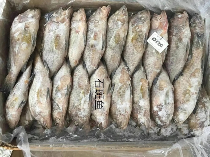 石斑魚機場進口報關(guān)公司.jpg